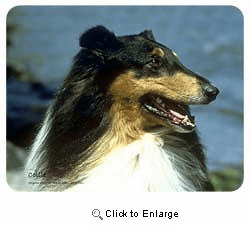 Collie Coasters