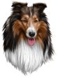 Collie Decal Window Sticker