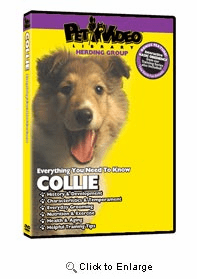 Collie Video