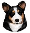 Corgi Decal Window Sticker Black & Tan