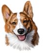Corgi Decal Window Sticker Brown & White