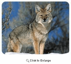 Coyote Coasters