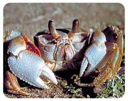 Crab Coasters