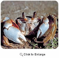 Crab Mousepad