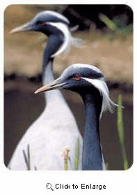 Crane Coasters
