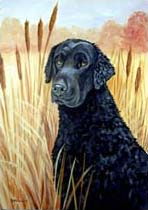 Curly Coated Retriever Garden Flag