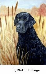 Curly Coated Retriever Garden Flag