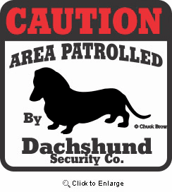 Dachshund Bumper Sticker Caution