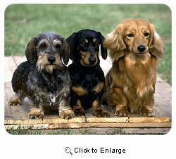 Dachshund Drink Coasters