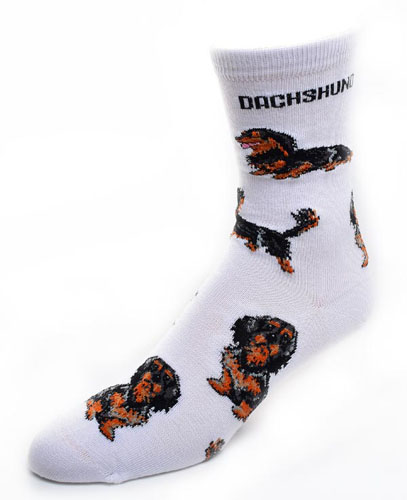 Dachshund Long Haired Socks Poses 2