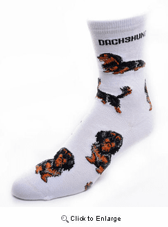 Dachshund Long Haired Socks Poses 2