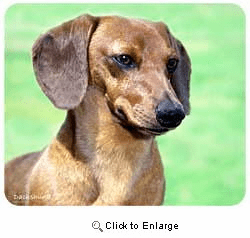 Dachshund Mousepad