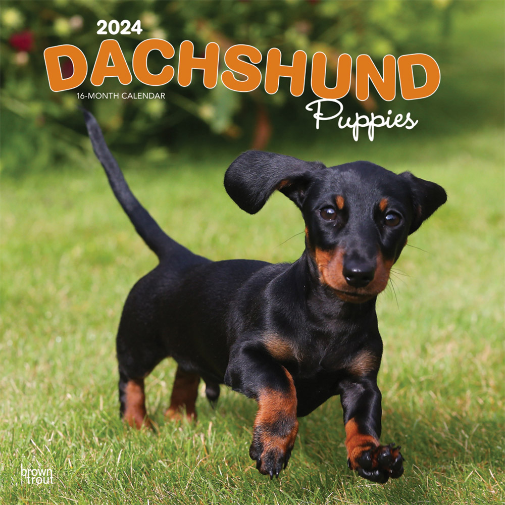 Dachshund Puppies Calendar 2024Animal Den