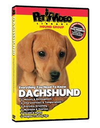 Dachshund Video