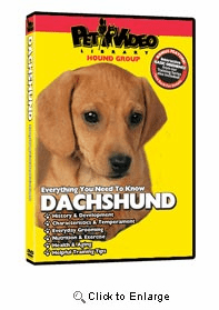 Dachshund Video