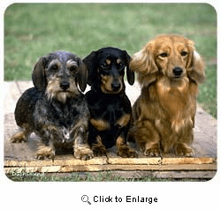 Dachshunds Mousepad