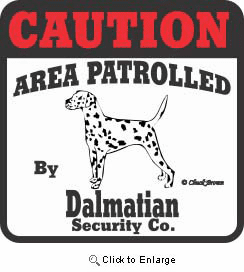 Dalmatian Bumper Sticker Caution