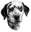 Dalmatian Decal Window Sticker