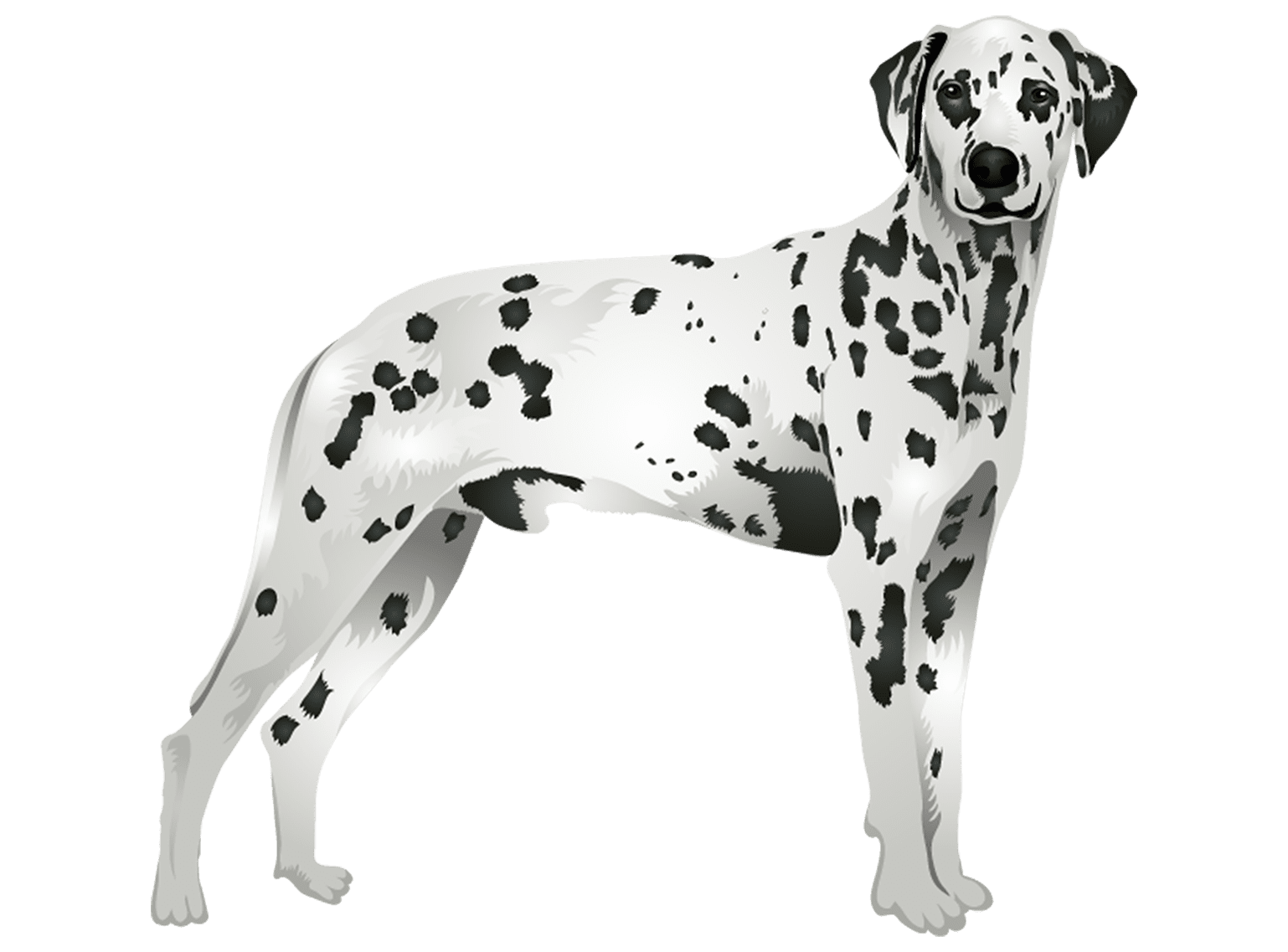 Dalmatian T-Shirt - Vibrant Vector