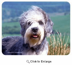 Dandie Dinmont Coasters