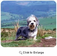 Dandie Dinmont Mousepad