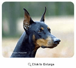 Doberman Pinscher Coasters