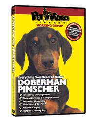 Doberman Pinscher Video
