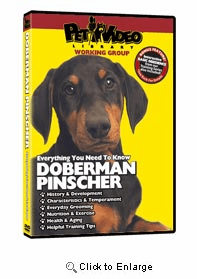 Doberman Pinscher Video