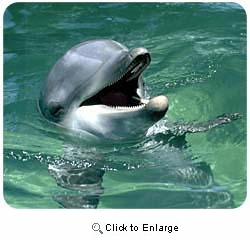 Dolphin Mousepad