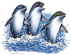 Dolphin T-Shirt with Friends | Animalden.com