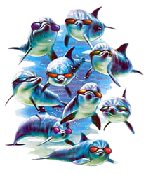 Dolphin T-Shirt - With Sunglasses & Gifts | Animal Den