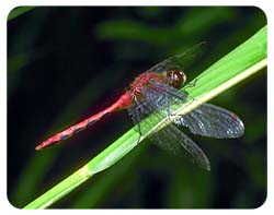 Dragonfly Coasters