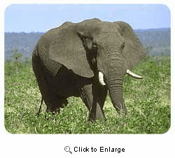 Elephant Coasters