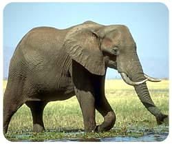 Elephant Mousepad