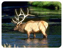 Elk Coasters