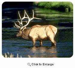 Elk Coasters