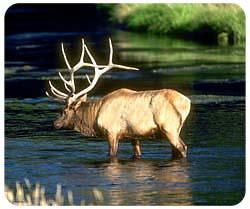 Elk Mousepad