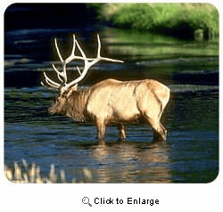 Elk Mousepad