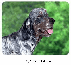 English Setter Coasters