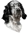 English Setter Decal Window Sticker