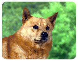 Finnish Spitz Coasters