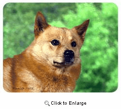 Finnish Spitz Coasters