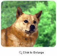 Finnish Spitz Mousepad