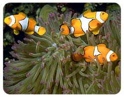 Fish Coasters