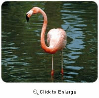 Flamingo Mousepad
