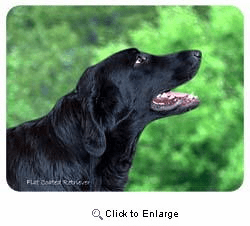 Flat-Coated Retriever Coasters