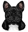 French Bulldog Decal Window Sticker