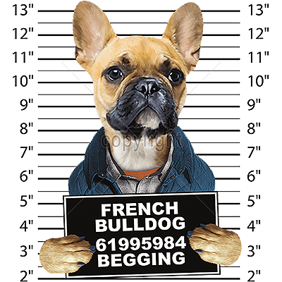 French Bulldog T Shirt - Mug Shot