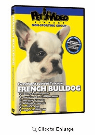 French Bulldog Video