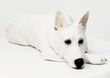 German Shepherd Figurine White My Dog